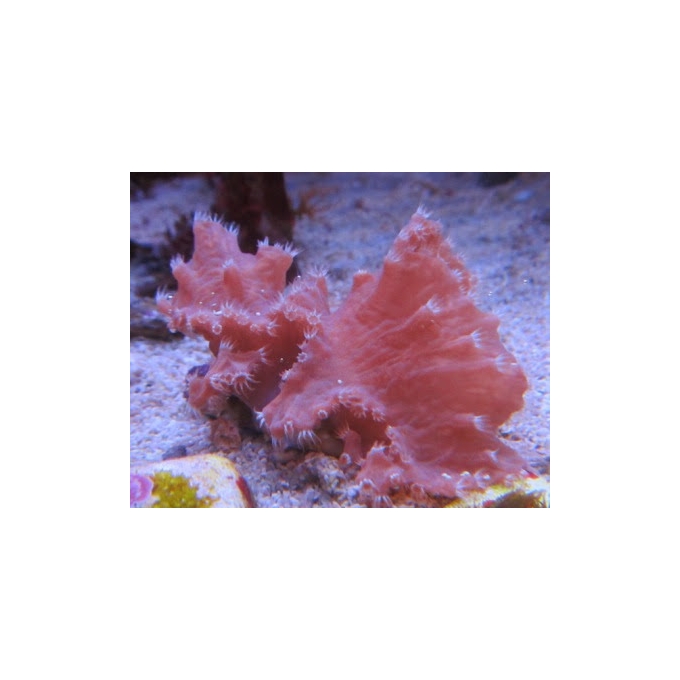 CORAL LEATHER LETTUCE MD