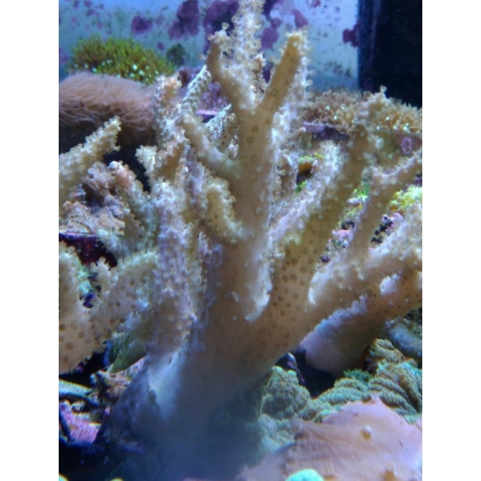 CORAL LEATHER FINGER PEQ