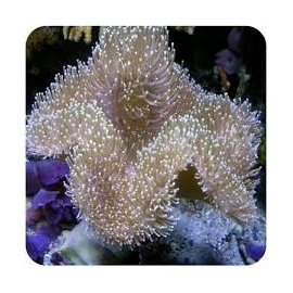 CORAL LEATHER UMBRELLA CHOCOLATE GD