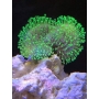 coral leather green toadstool md