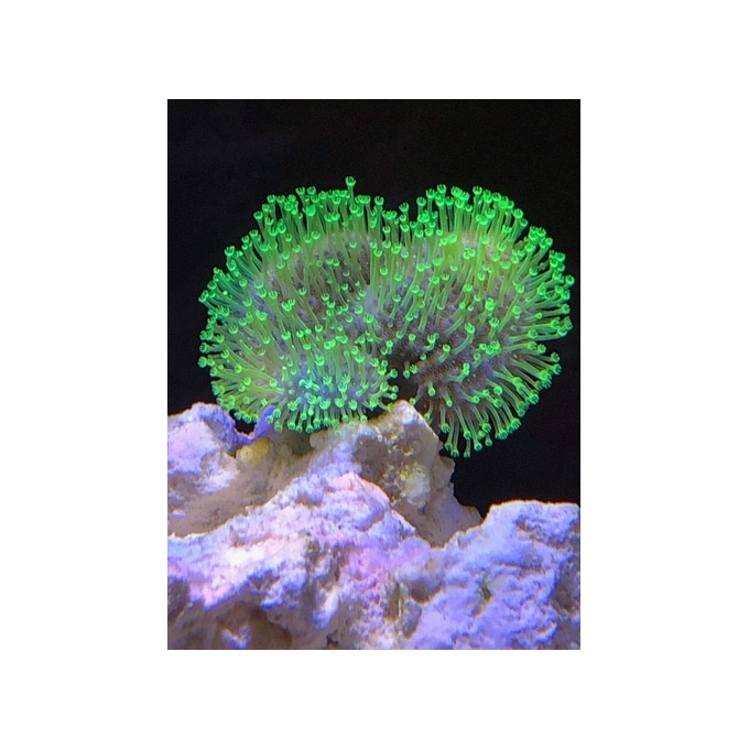 coral leather green toadstool md