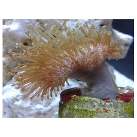 CORAL LEATHER UMBRELLA FLOWER PEQ