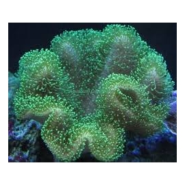 CORAL LEATHER UMBRELLA GREEN GR