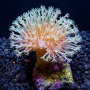 CORAL LEATHER FLOWER MD
