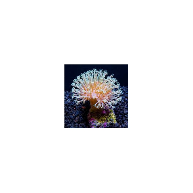 CORAL LEATHER FLOWER MD