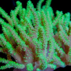 CORAL LEATHER SPAGHETTI GREEN GR