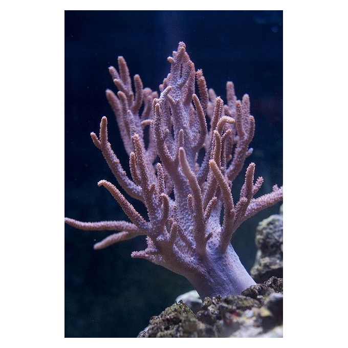 CORAL LEATHER SPAGHETTI green pq