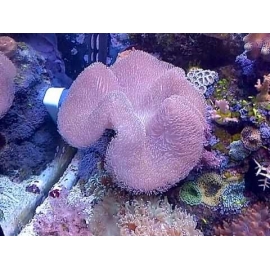 CORAL LEATHER UMBRELLA CHOCOLATE MD