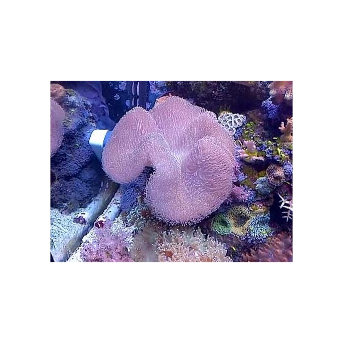 CORAL LEATHER UMBRELLA CHOCOLATE MD