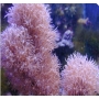 Coral Leather Star Polyps