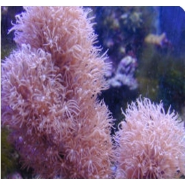 Coral Leather Star Polyps