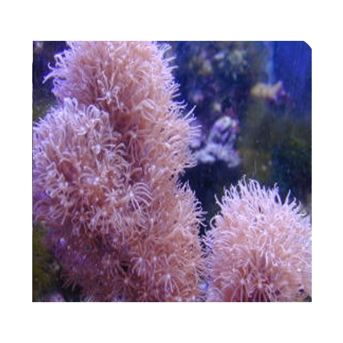Coral Leather Star Polyps