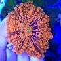 Coral Ricordea Yuma