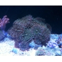 Coral Ricordea Gigantea Pedra Gr