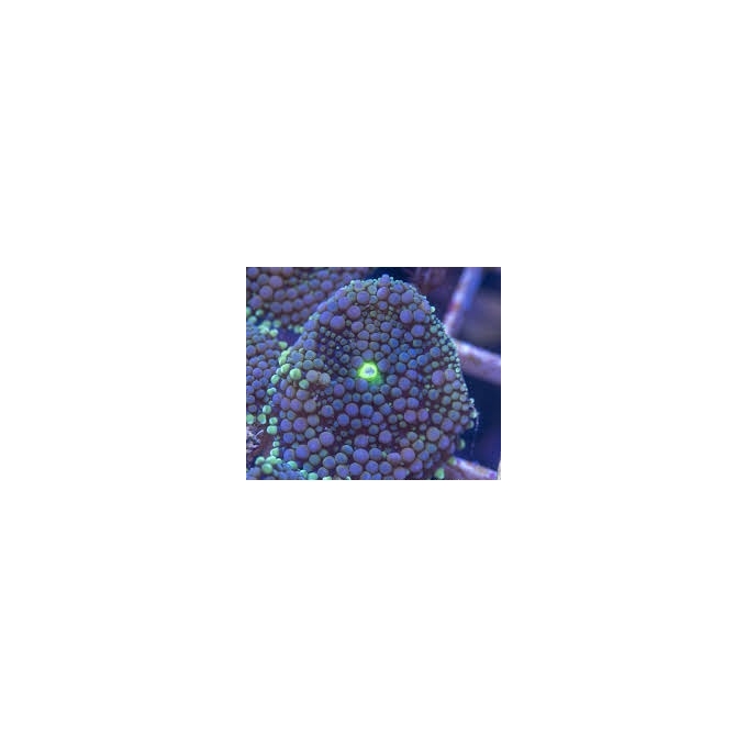 CORAL RICORDEA GIGANTEA POLIPO