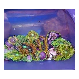 CORAL RICORDEA FLORIDA SINGLE POLIPO