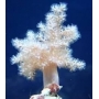 CORAL KENIA TREE PQ