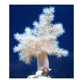CORAL KENIA TREE PQ