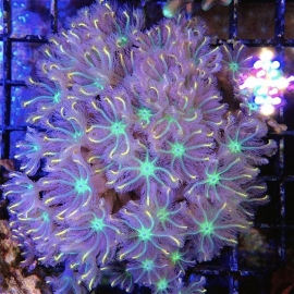 Coral Cloves yellow pq