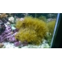Coral Yellow Polyps Md