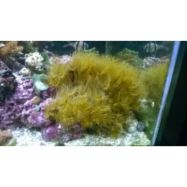 Coral Yellow Polyps Md