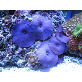 CORAL MUSH BLUE POLIPO