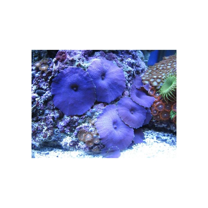 CORAL MUSH BLUE POLIPO