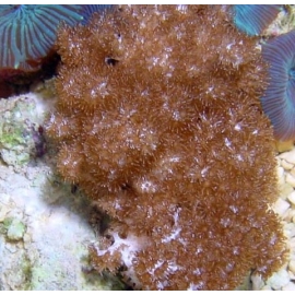 Coral Colt Short Peq