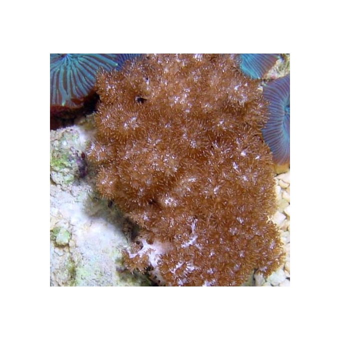 Coral Colt Short Peq