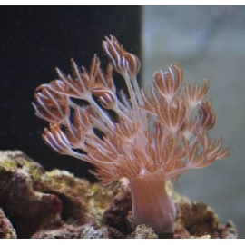 Coral Xenia Giant Gr