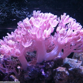 coral xenia pompom md