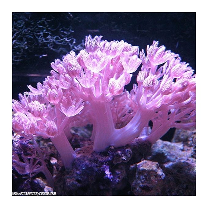 coral xenia pompom md