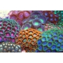 CORAL ZOANTHUS IMPORT PEQ