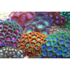 CORAL ZOANTHUS IMPORT PEQ