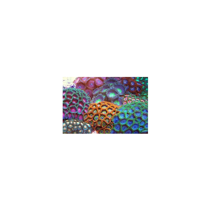 CORAL ZOANTHUS IMPORT PEQ