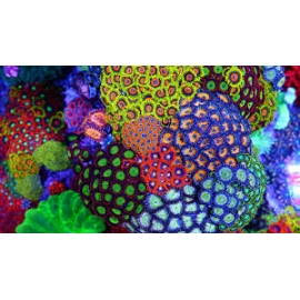 Coral Zoanthus Multicolor Xgr