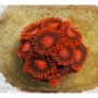 coral zoanthus bambam vermelho/preto