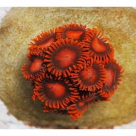 coral zoanthus bambam vermelho/preto