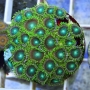 Coral Zoanthus Radioative Green Peq