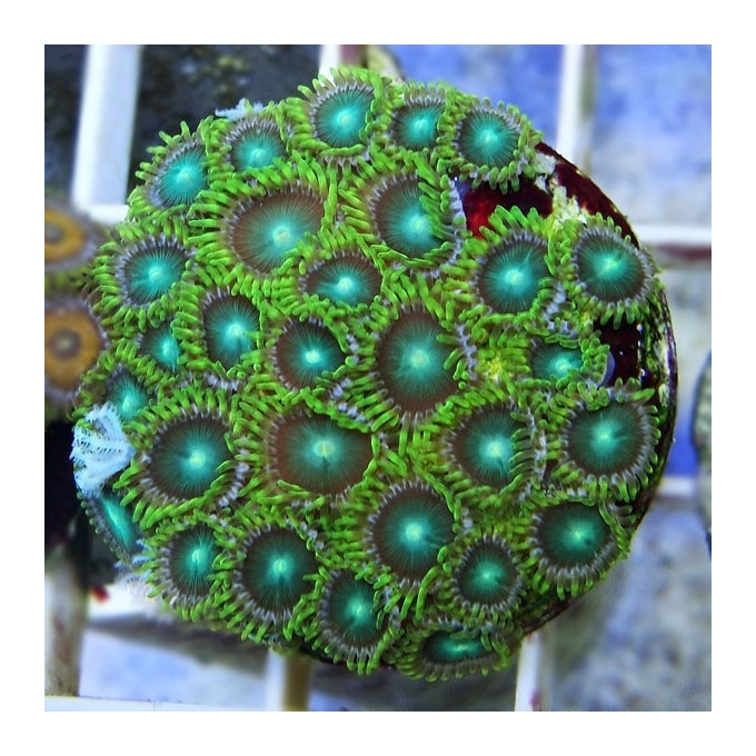 Coral Zoanthus Radioative Green Peq
