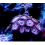 coral zoanthus pink panther pq
