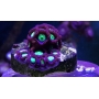 coral zoanthus hulk 10 polipos