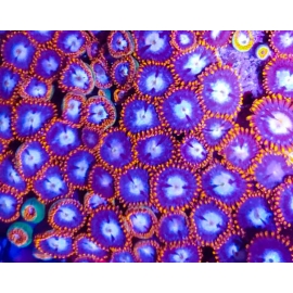 coral zoanthus spiderman