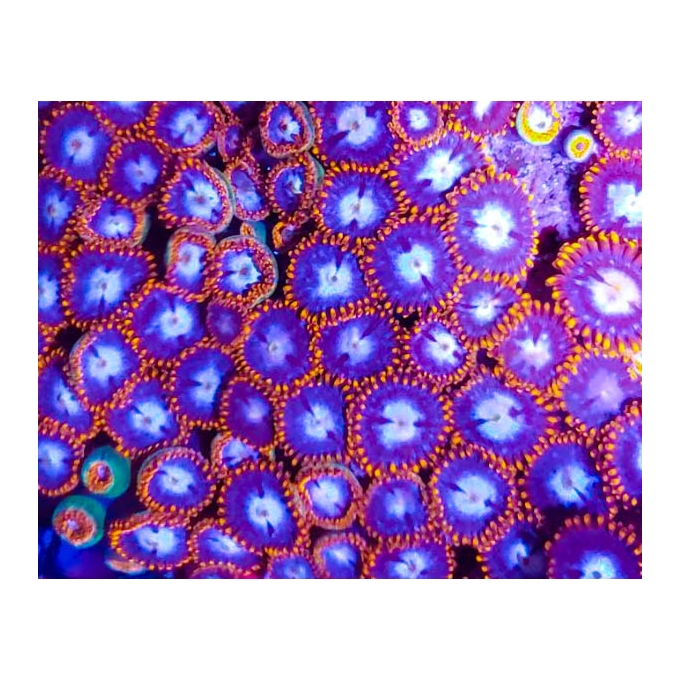 coral zoanthus spiderman