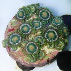 coral zoanthus avocado