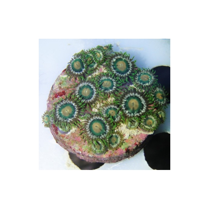 coral zoanthus avocado