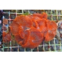 CORAL ACTINODISCUS CORES DIVERSAS