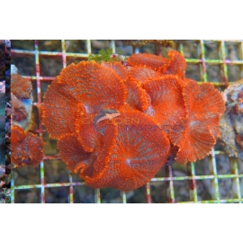 CORAL ACTINODISCUS CORES DIVERSAS