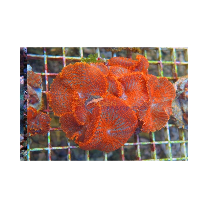 CORAL ACTINODISCUS CORES DIVERSAS