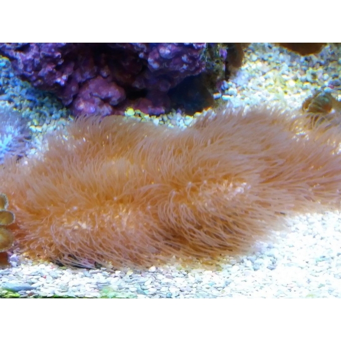 CORAL CARPET BROWN MD